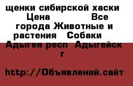 щенки сибирской хаски  › Цена ­ 10 000 - Все города Животные и растения » Собаки   . Адыгея респ.,Адыгейск г.